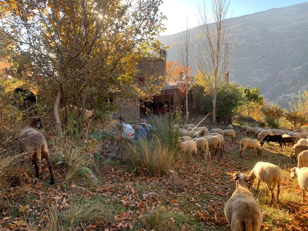 Вілла Cortijo Rural El Albercon - Capileira - Alpujarra Rural Екстер'єр фото